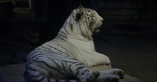 ナイト営業日は夜の動物園も楽しめる