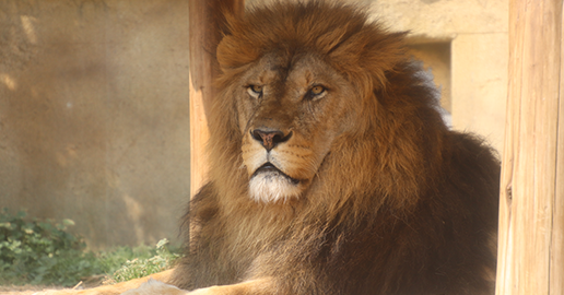 動物園も楽しめる