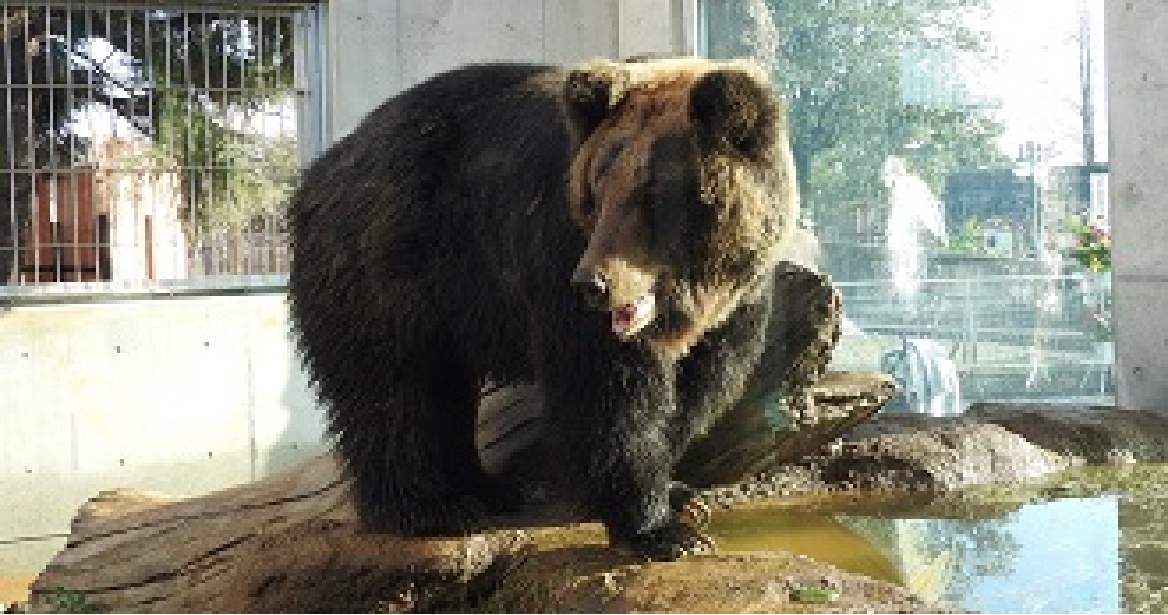 動物公園での熊のようす