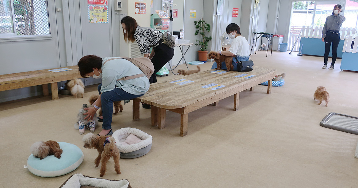 展示台のわんことふれあおう