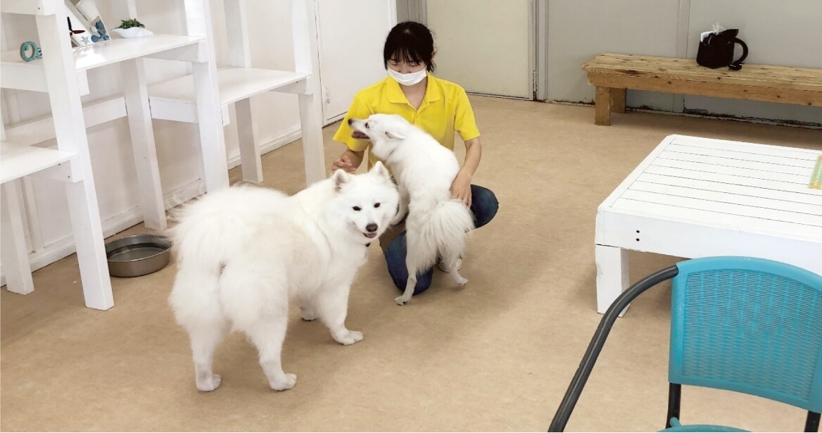 わんこヴィレッジ ハイブリッド レジャーランド東武動物公園公式webサイト わんこヴィレッジ ハイブリッド レジャーランド東武動物公園公式webサイト