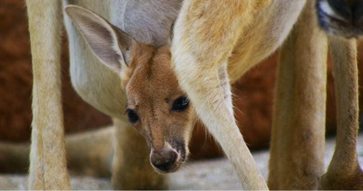 カンガルーステップ