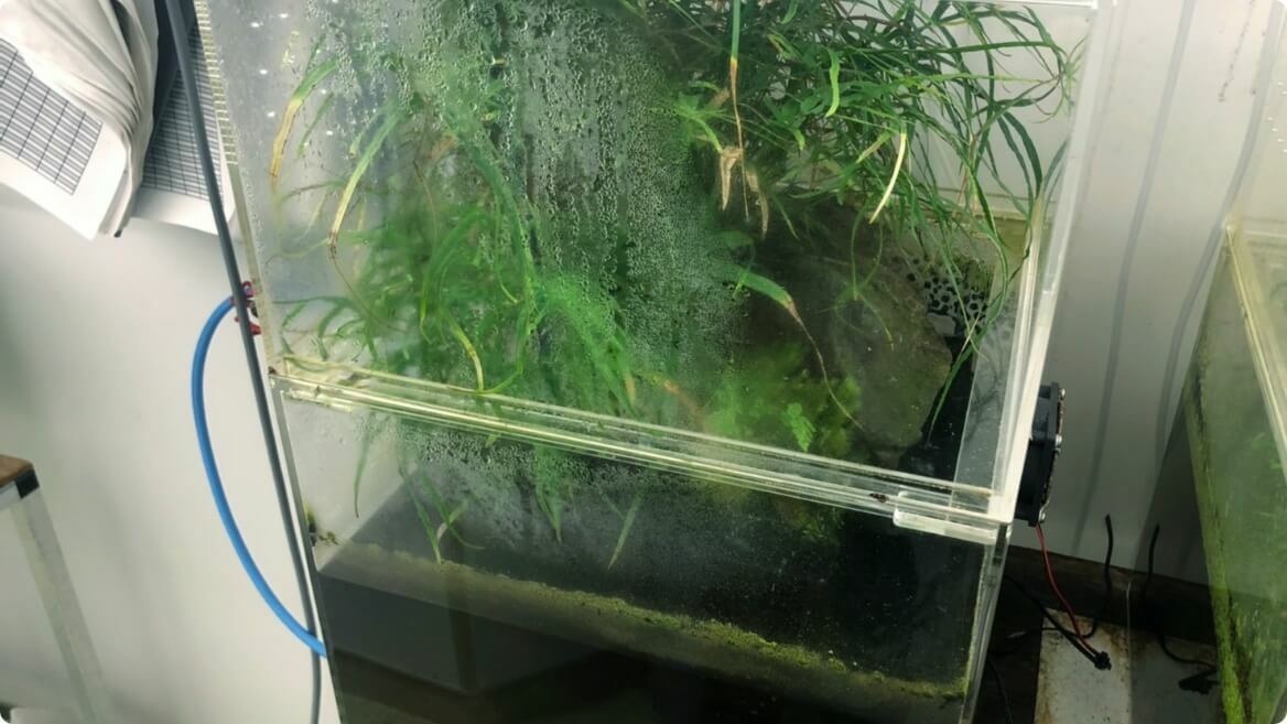 ホタルの飼育