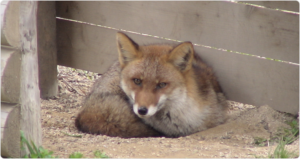 ふるさとの動物たち