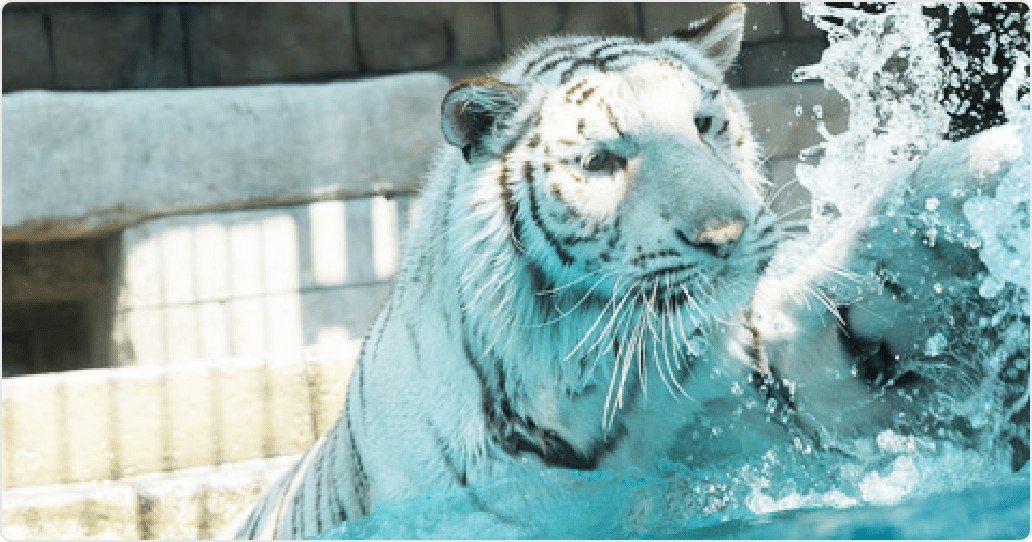 東武動物公園のとら