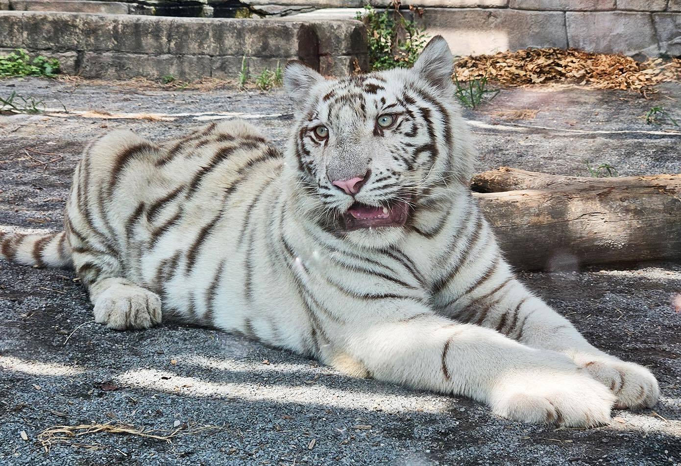ホワイトタイガーの画像
