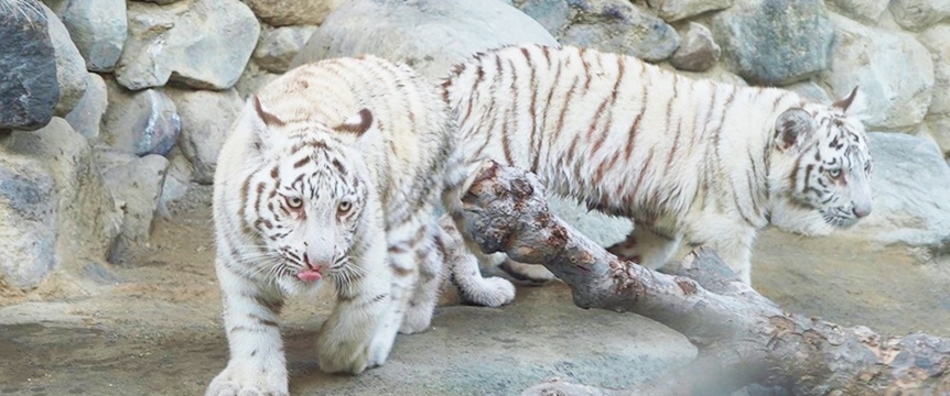 ホワイトタイガーの様子