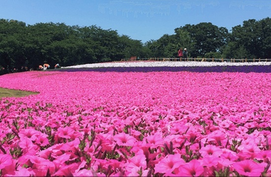 ハートフルガーデンに広がる一面のピンク色の花