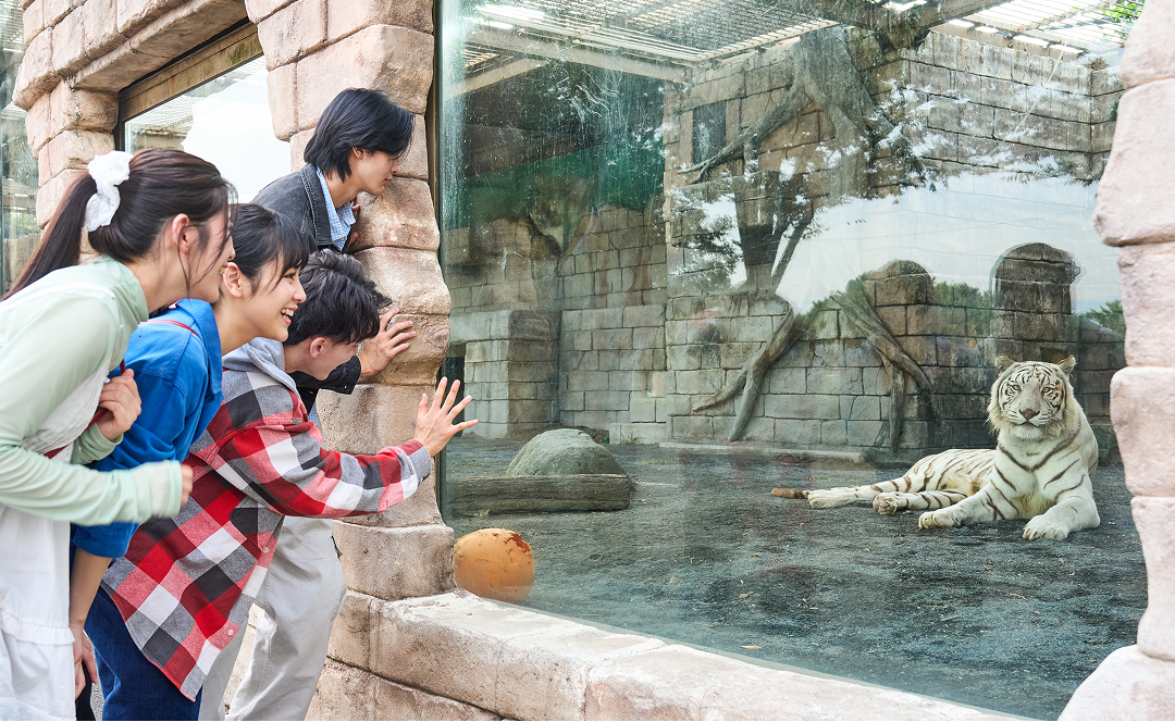 ホワイトタイガーに手を振っている友達同士の様子