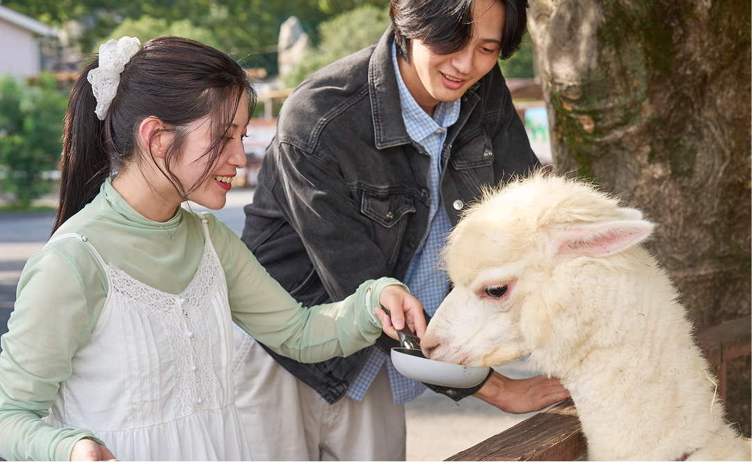 アルパカにおやつをあげるカップルの様子