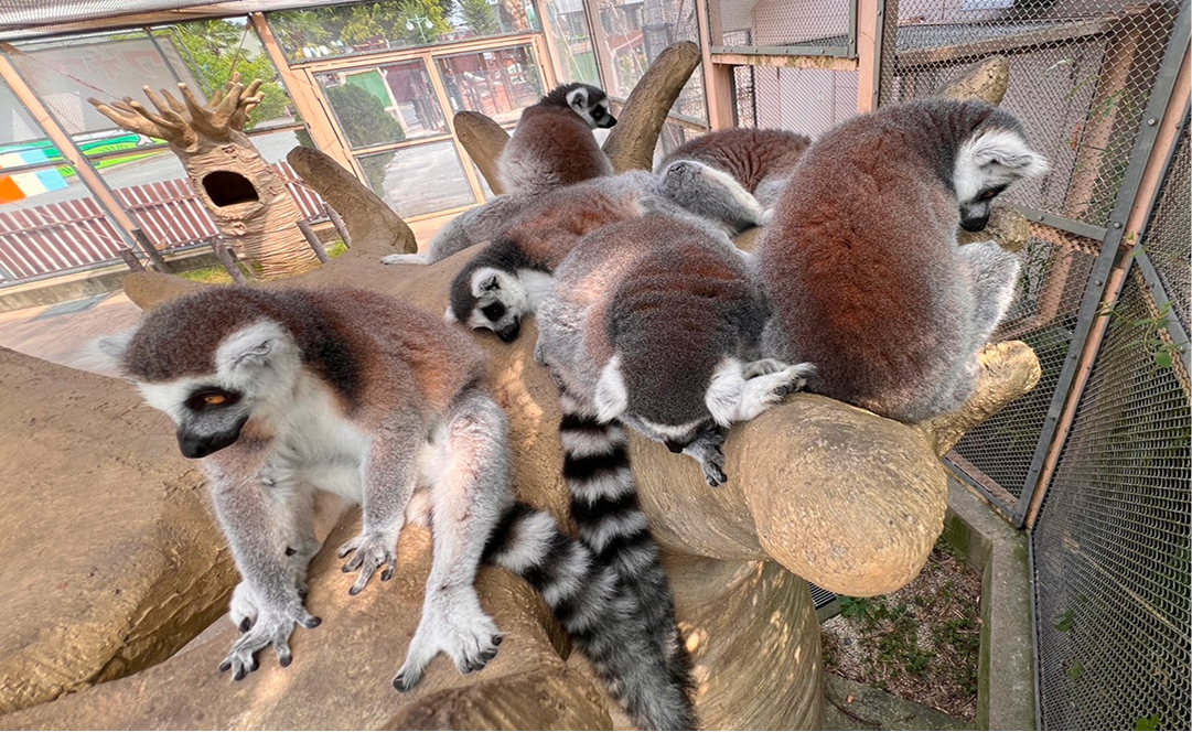  ワオキツネザルの様子