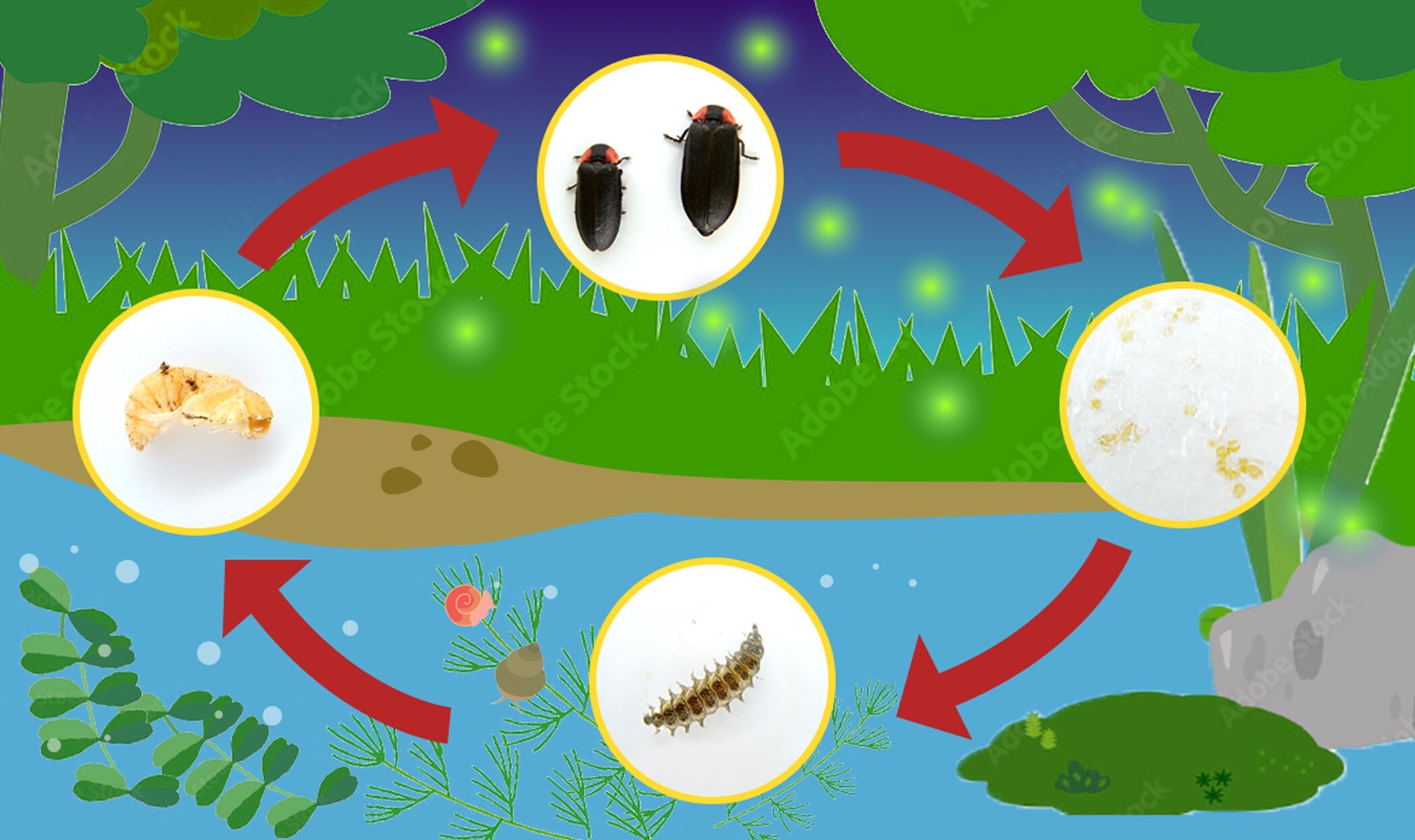 蛍の一生をイラストで表した図