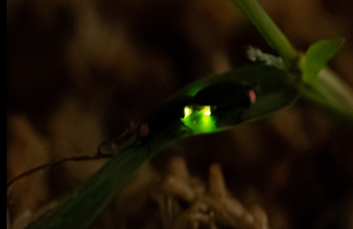 光るホタルの様子