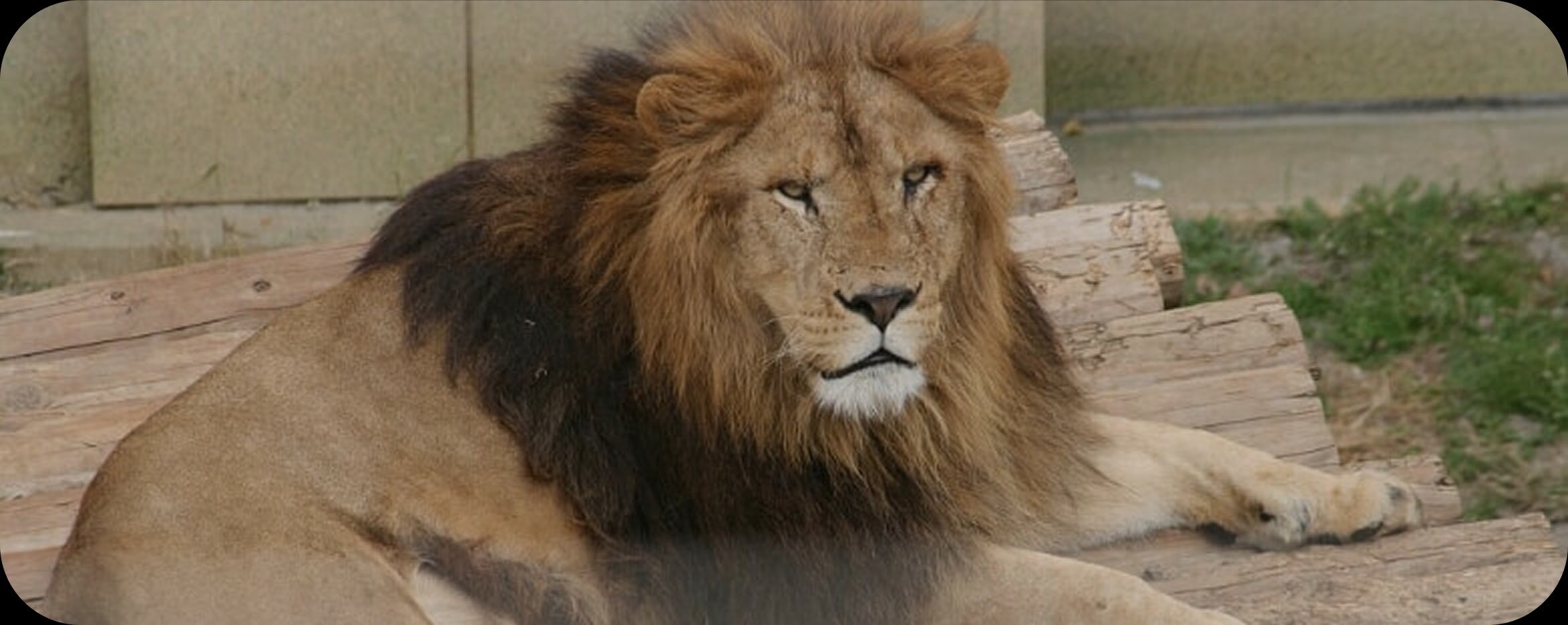 ライオンの様子