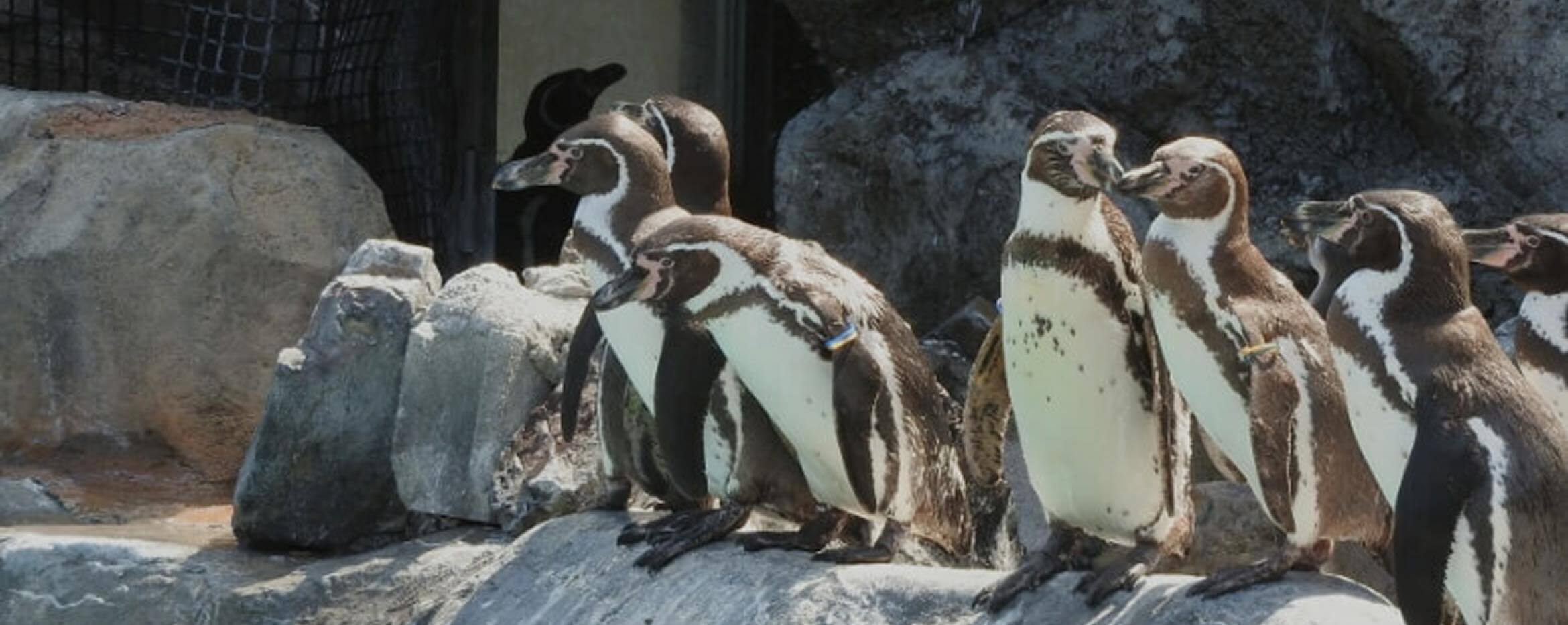 ペンギンたちの様子