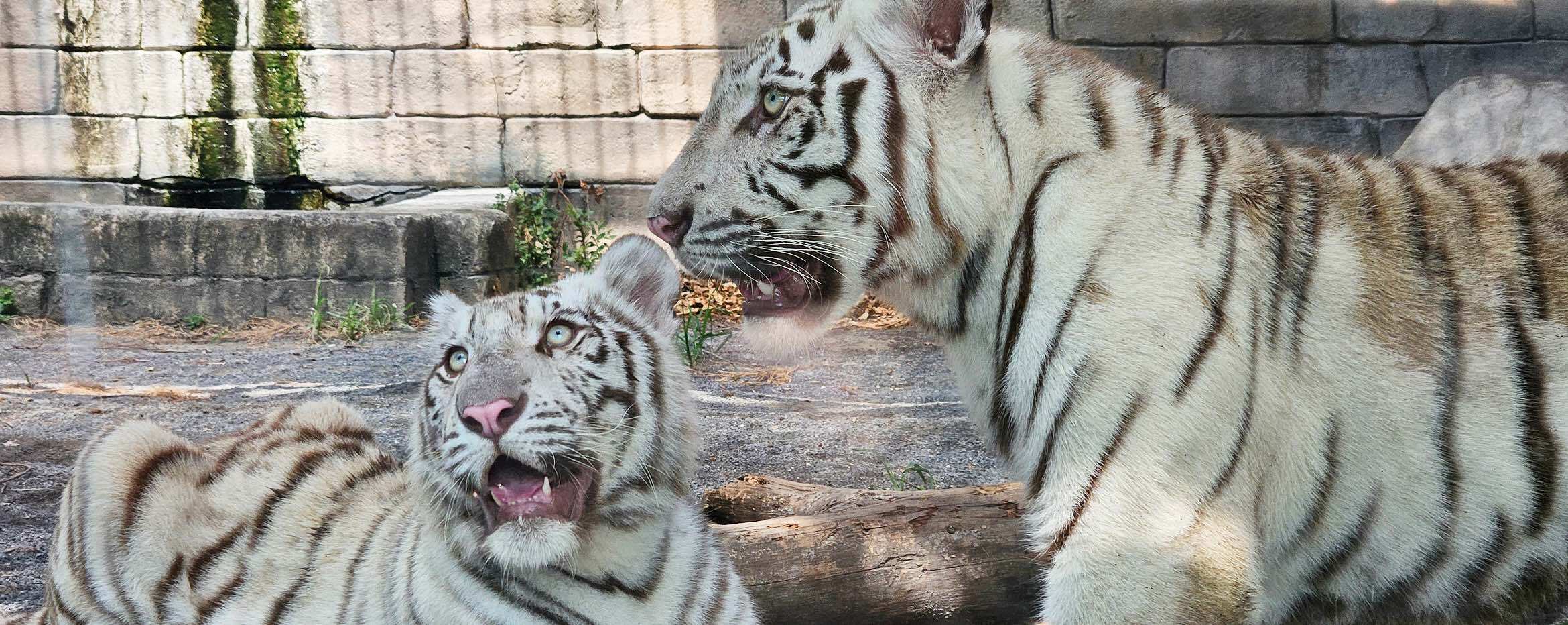 ホワイトタイガーたちの様子