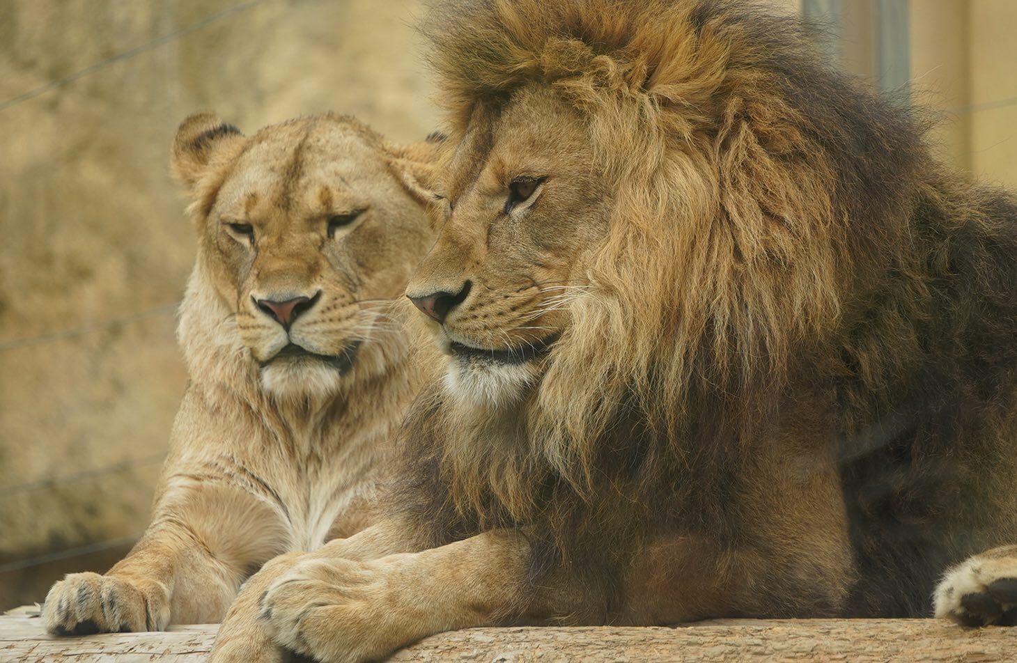 ライオンの様子