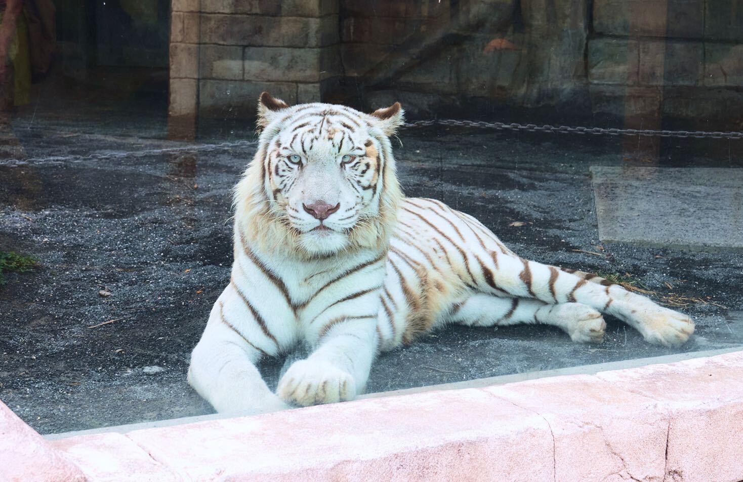 ホワイトタイガーの様子