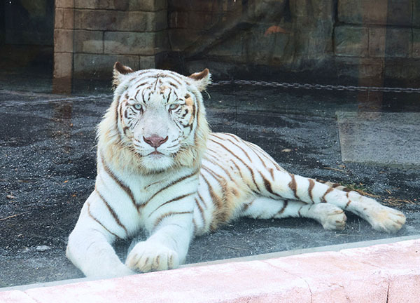 ホワイトタイガー舎