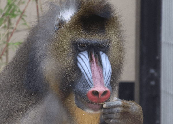 モンキーワールド