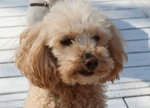 わんこヴィレッジ