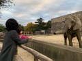 アフリカゾウのディナータイム
