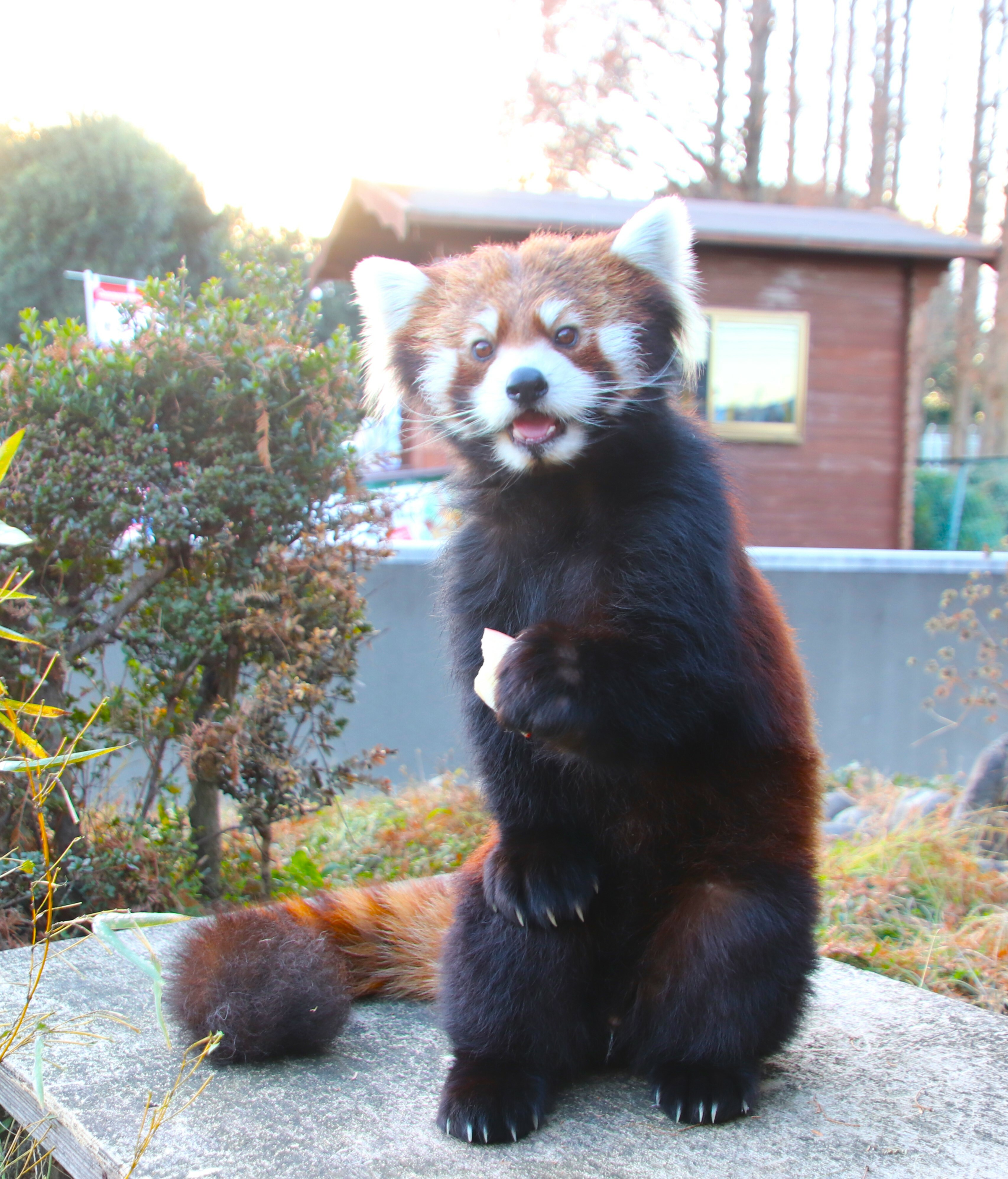 レッサーパンダガイド（中止）