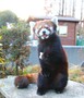 レッサーパンダガイド（中止）