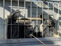 クマのディナータイム