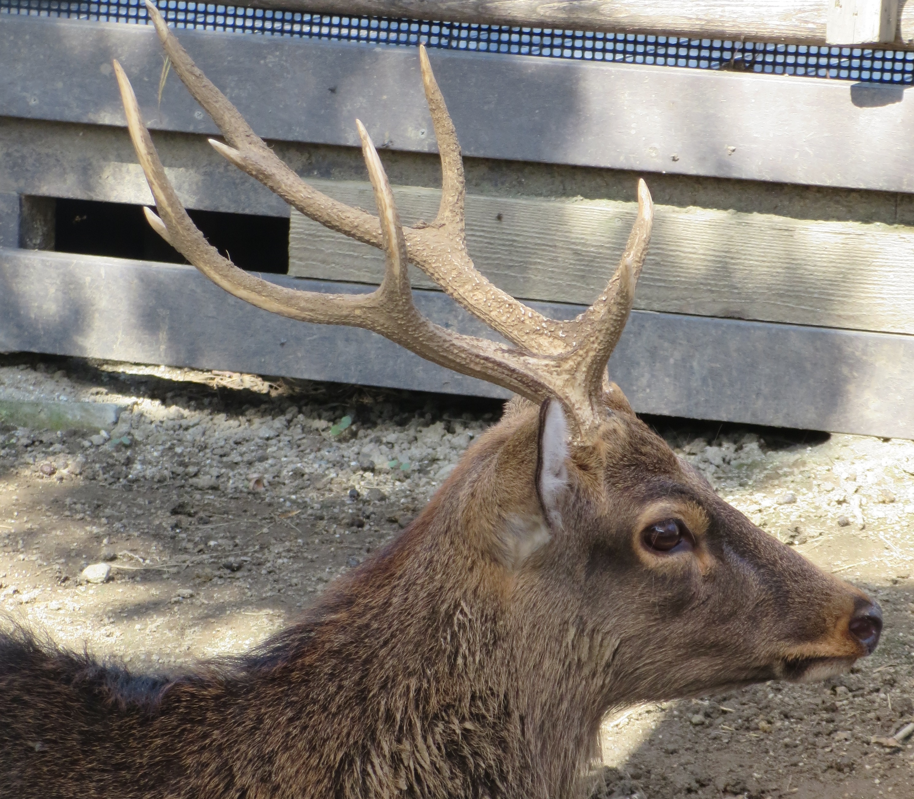 ホンシュウジカ｜ ハイブリッド・レジャーランド東武動物公園公式Webサイト