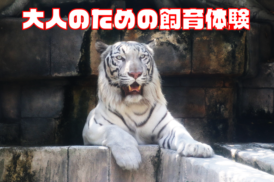 大人のためHP用写真 (PNG 918KB)