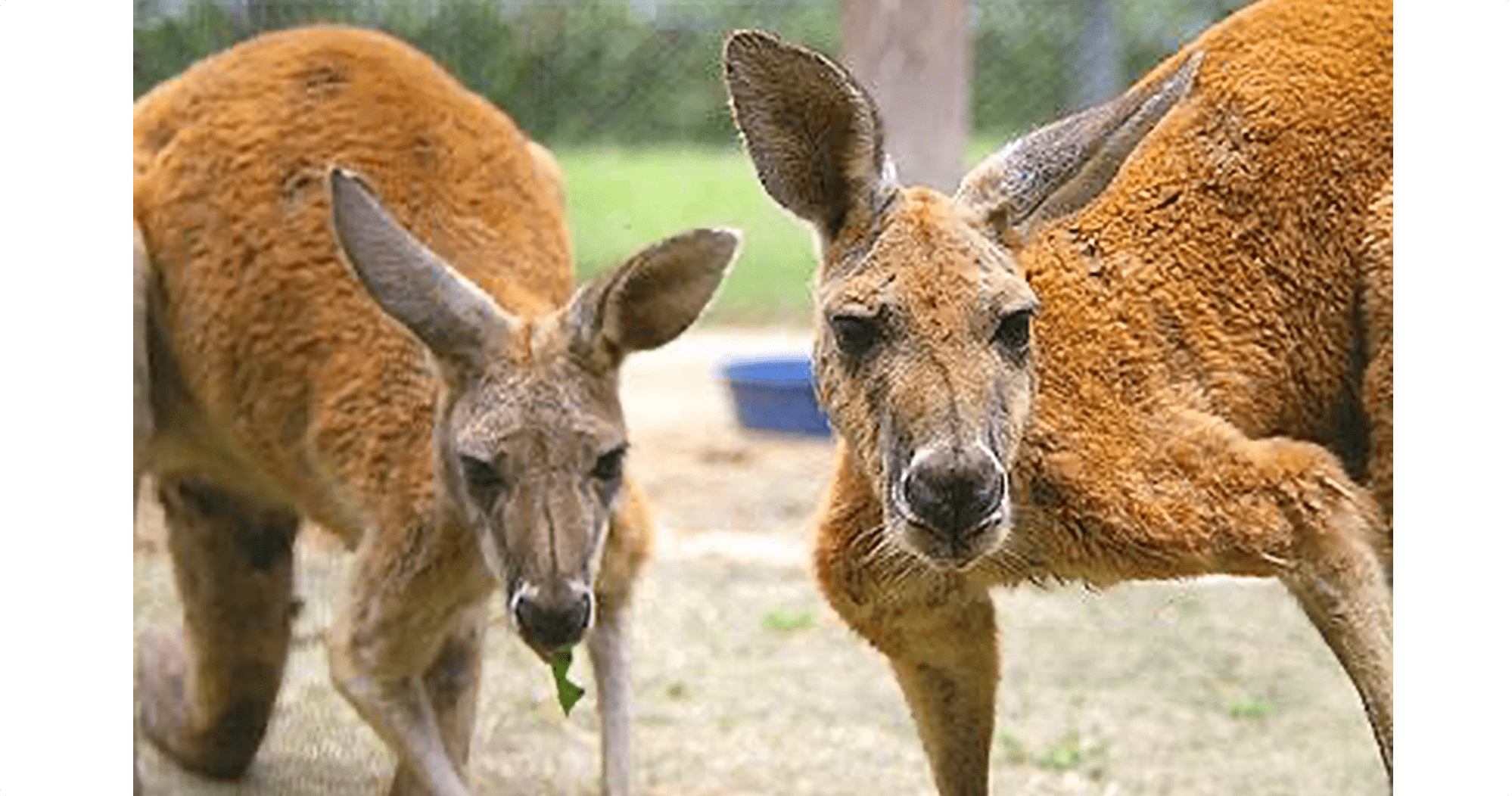 アカカンガルー