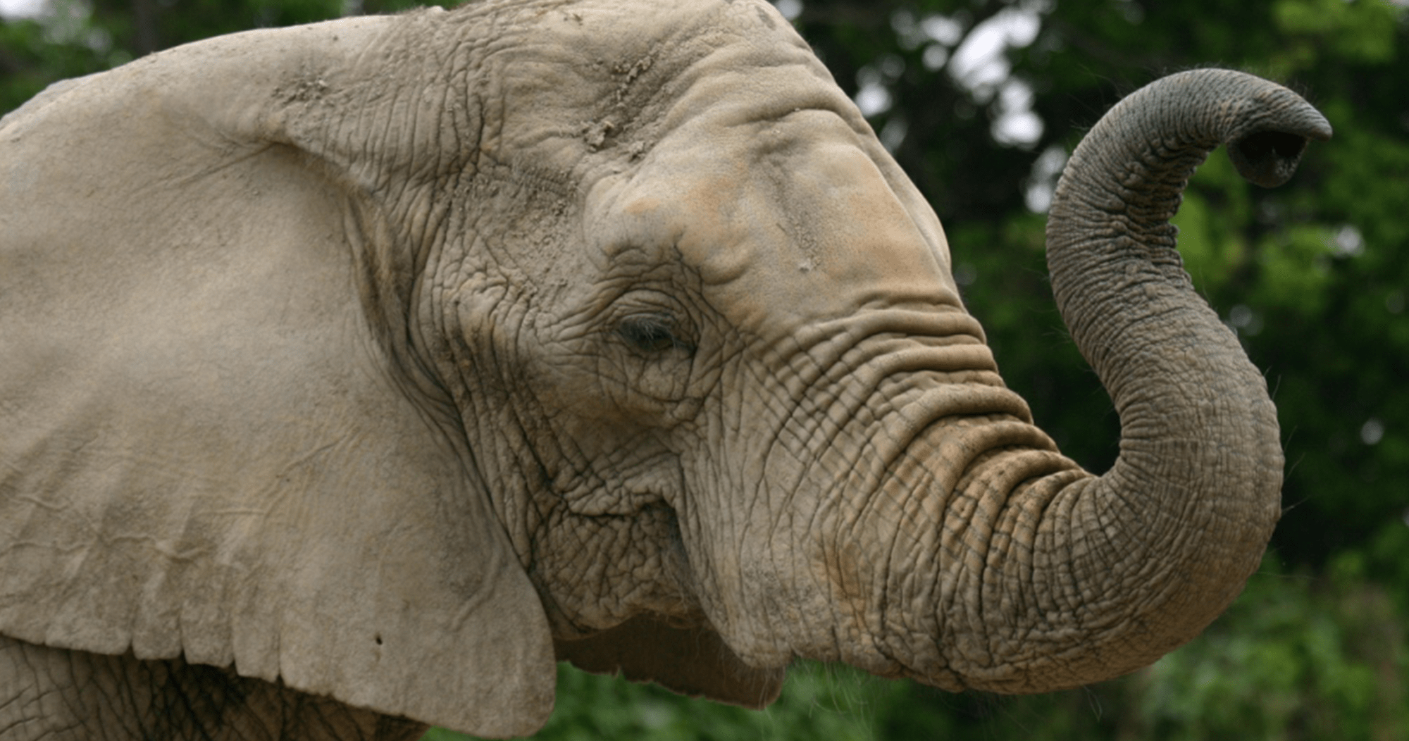 動物図鑑 ハイブリッド レジャーランド東武動物公園公式webサイト