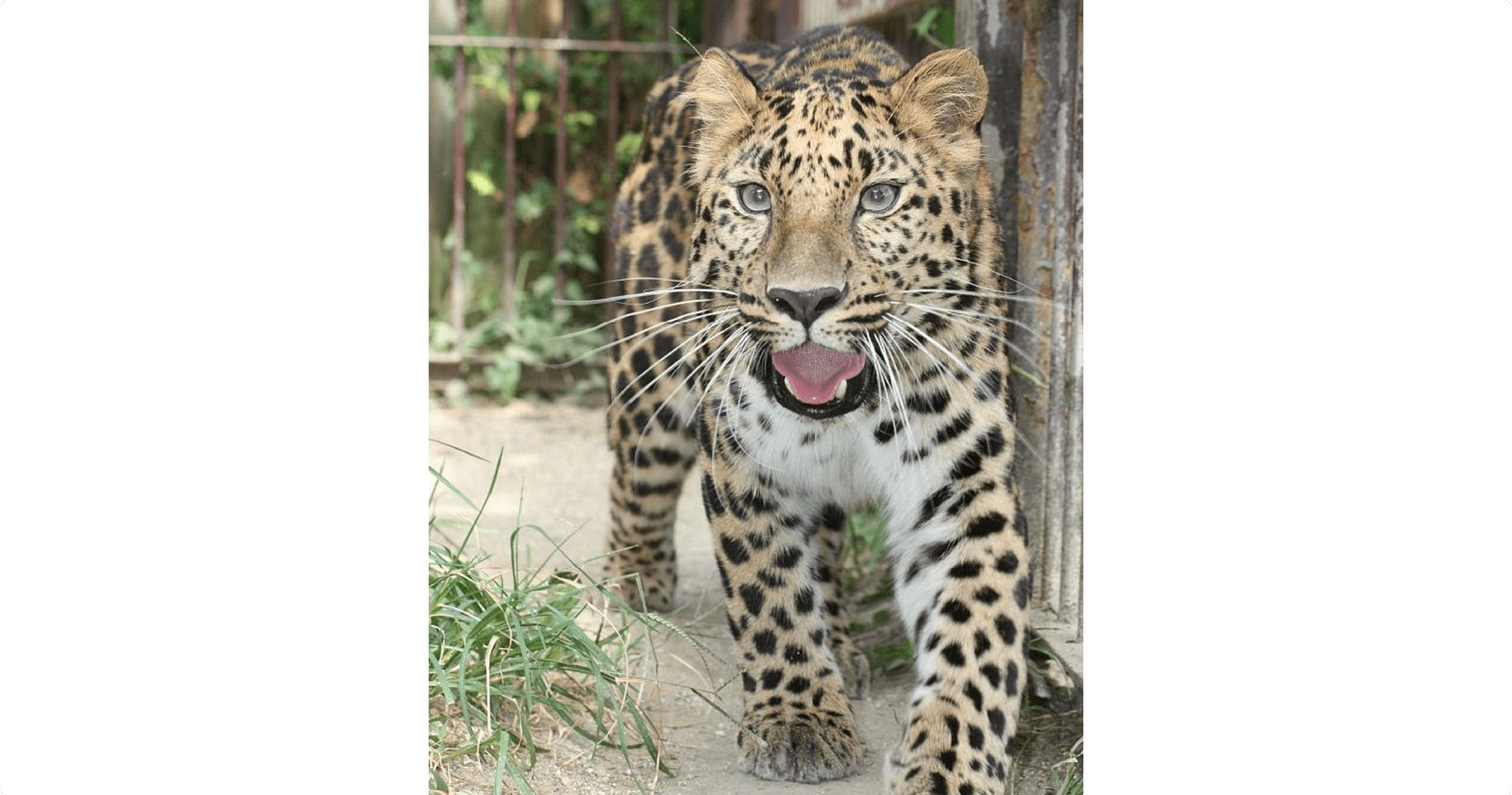 アムールヒョウ ハイブリッド レジャーランド東武動物公園公式webサイト