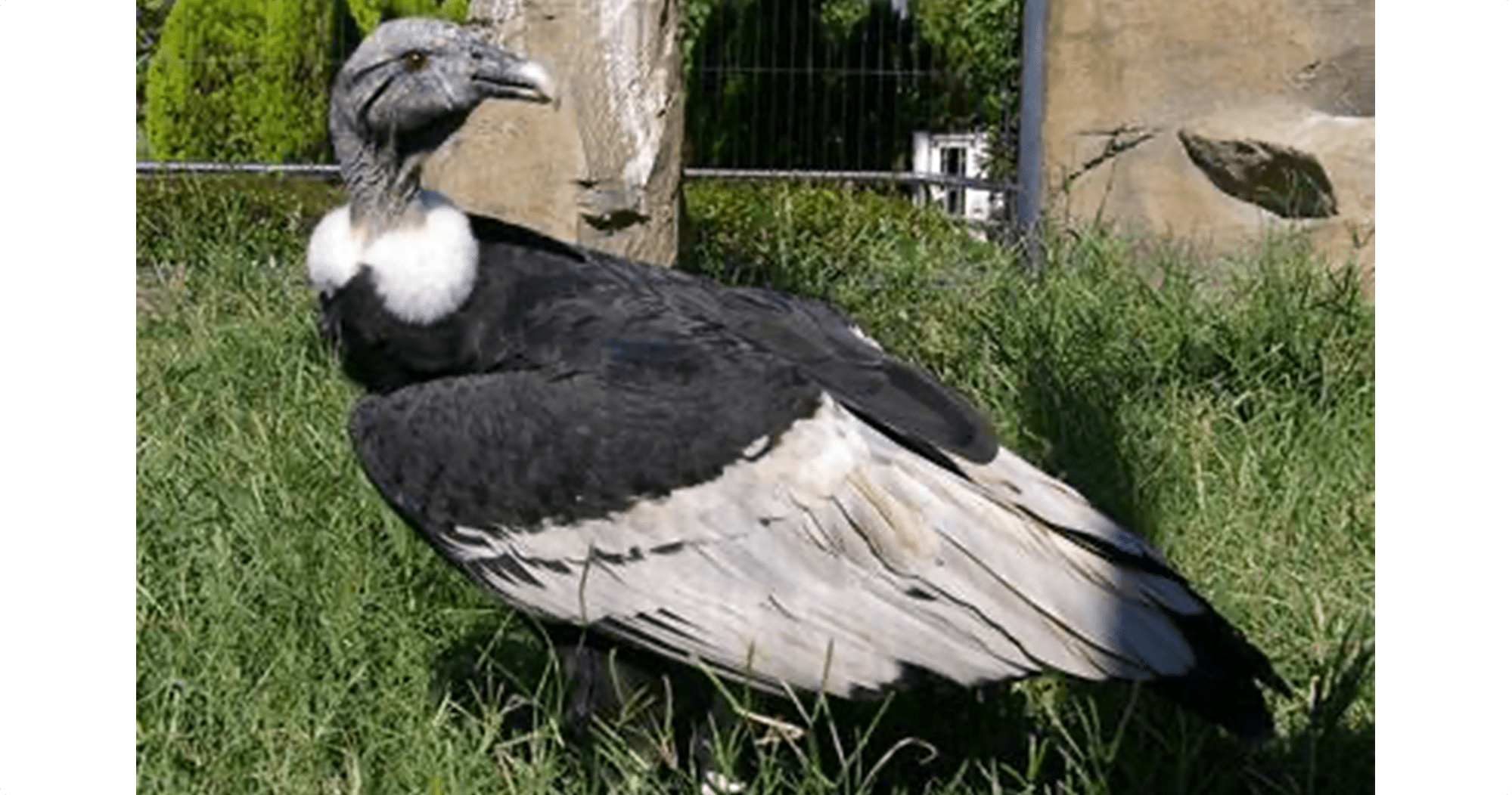 アンデスコンドル｜ ハイブリッド・レジャーランド東武動物公園公式Webサイト