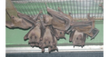 エジプトルーセットオオコウモリ