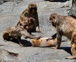 夏の動物園氷イベント