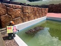 ヒポポトーク　～カバのおはなし～