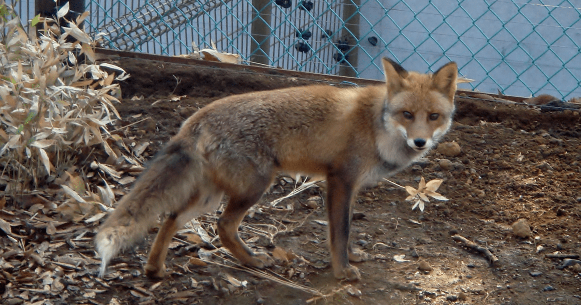 ホンドギツネ ハイブリッド レジャーランド東武動物公園公式webサイト