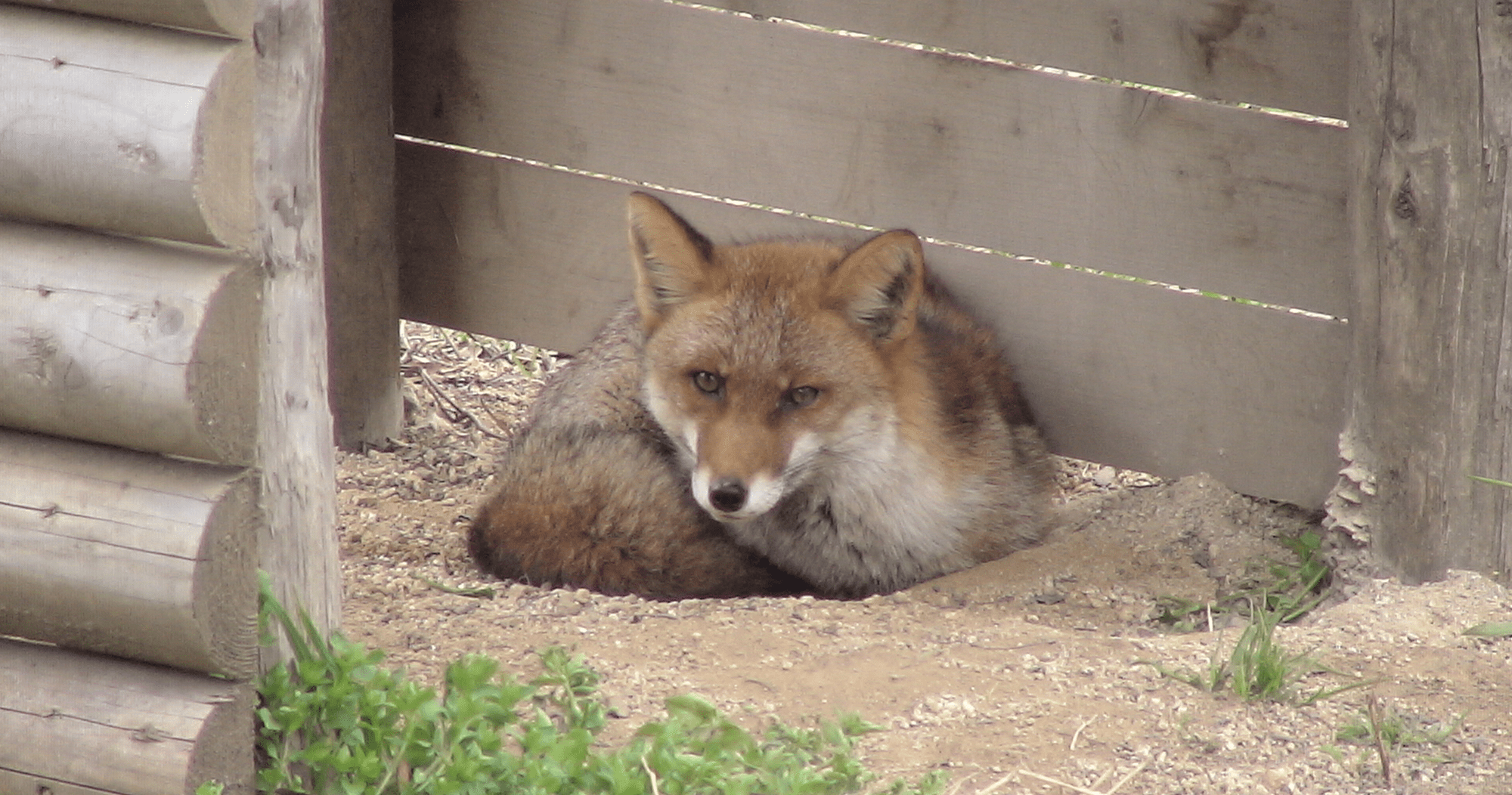 ホンドギツネ ハイブリッド レジャーランド東武動物公園公式webサイト