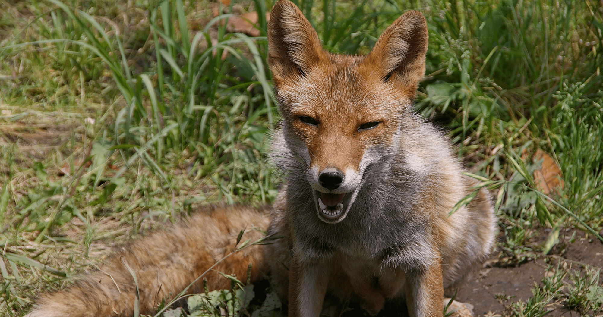 ホンドギツネ ハイブリッド レジャーランド東武動物公園公式webサイト