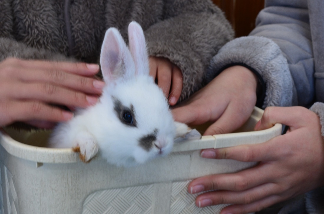 ＼さわれるチャンス／　動物ふれあいイベントのご紹介