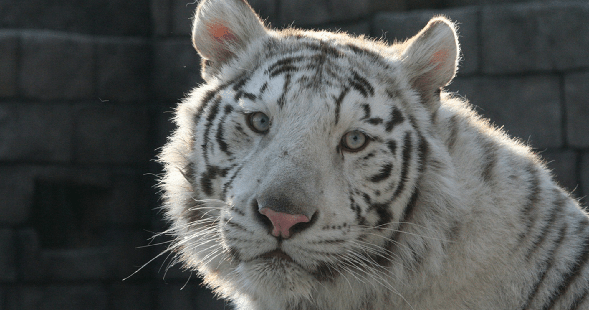 東武動物公園のとら