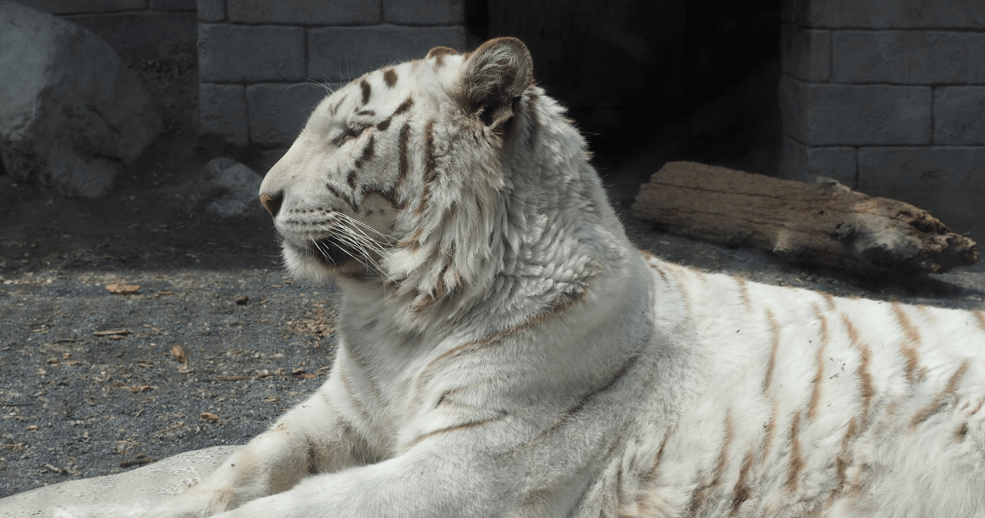 東武動物公園のとら