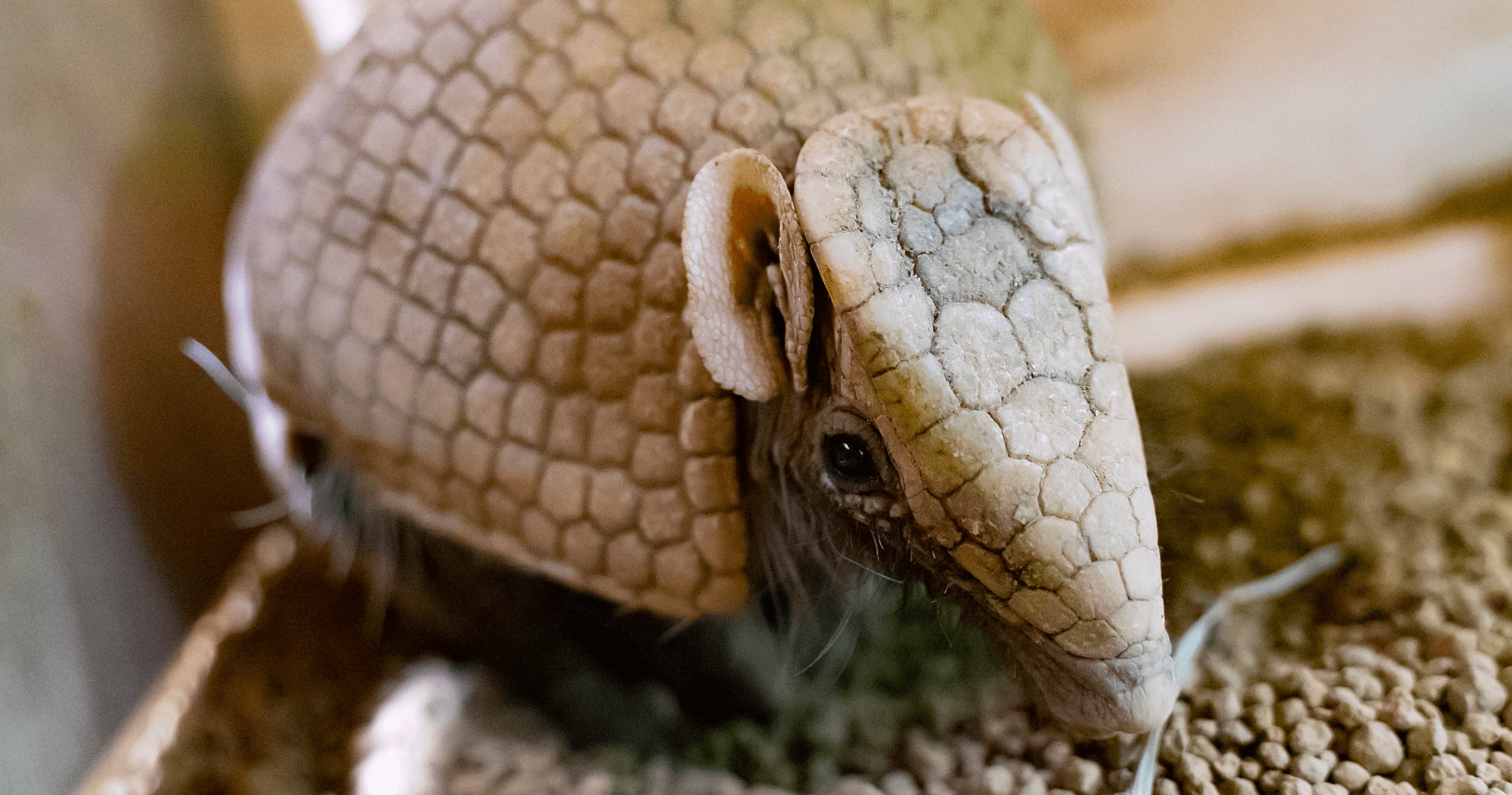 動物図鑑 ハイブリッド レジャーランド東武動物公園公式webサイト