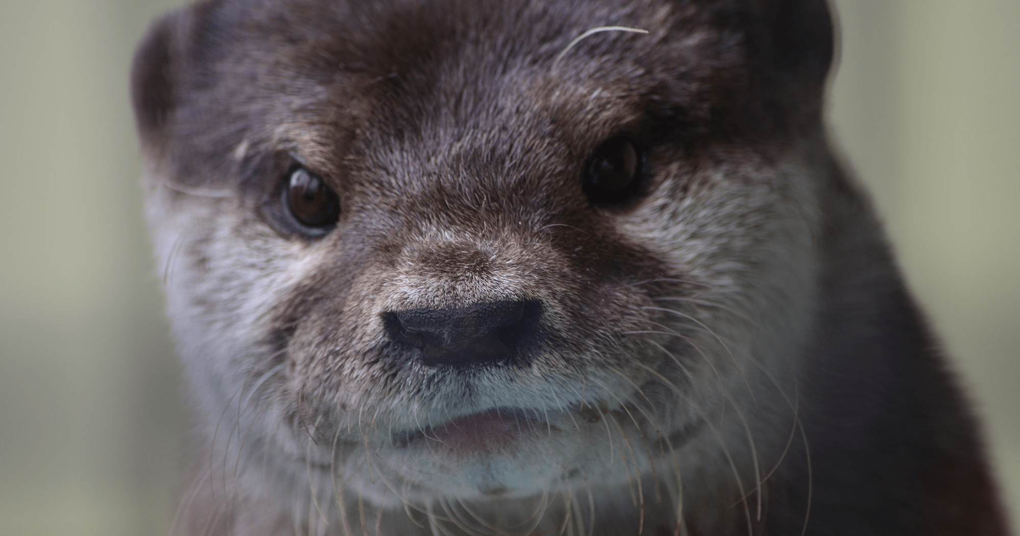 コツメカワウソ