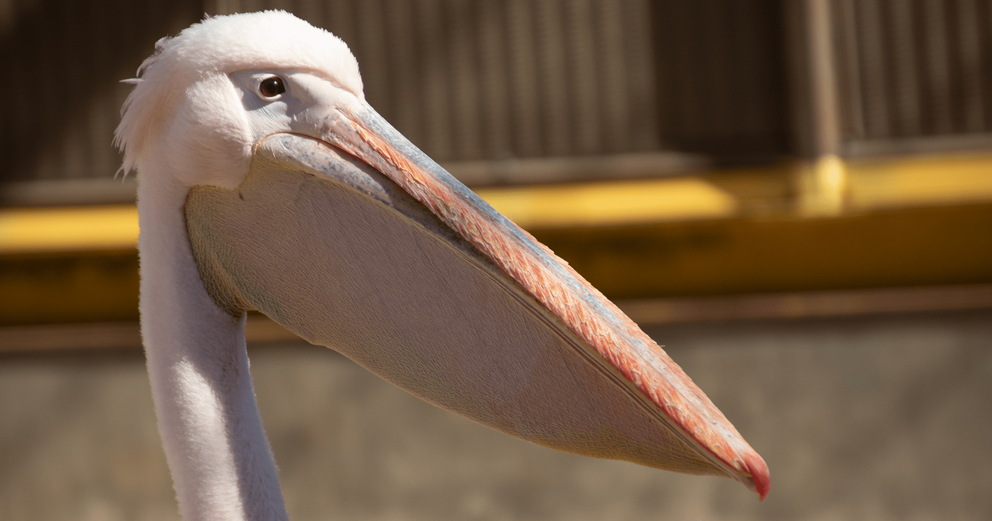 ペリカン