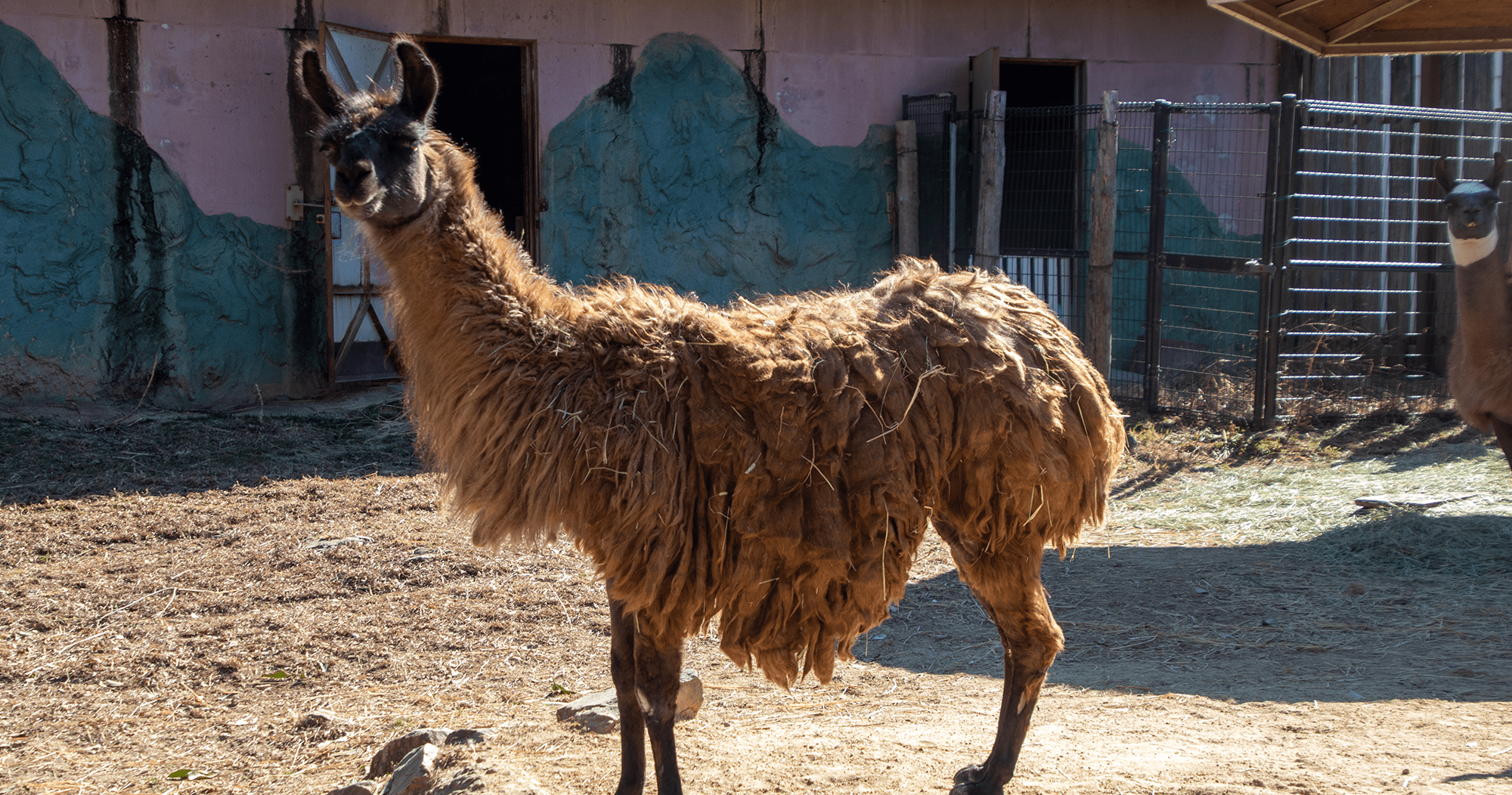 ラマ ハイブリッド レジャーランド東武動物公園公式webサイト