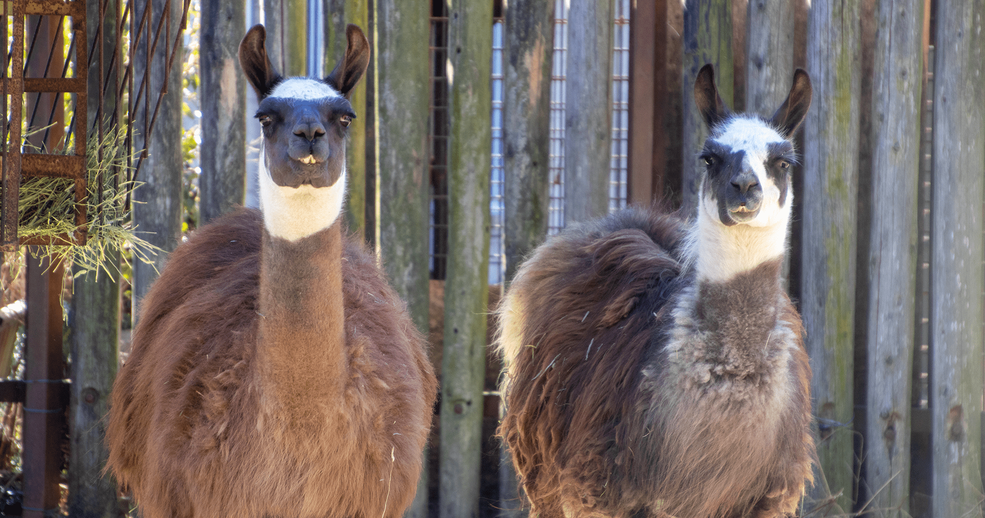 ラマ ハイブリッド レジャーランド東武動物公園公式webサイト