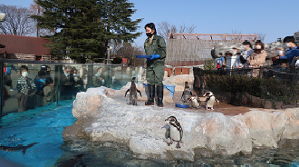 ペンギンごはん（4月27日再開）